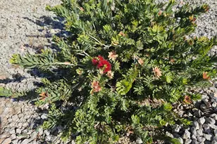 65 Cottonwood Ln, Wickenburg, AZ 85390 - Photo 17