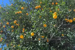 432 N Whiting, Mesa, AZ 85213 - Photo 27