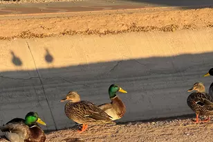 783 E Lynx Pl, Chandler, AZ 85249 - Photo 57