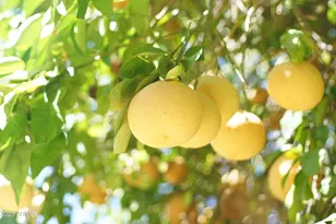 783 E Lynx Pl, Chandler, AZ 85249 - Photo 39