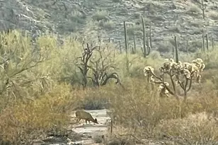 653 S Hidden Valley Rd, Maricopa, AZ 85139 - Photo 29