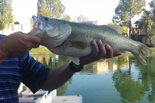 1117 W Lakeridge Dr, Gilbert, AZ 85233 - Photo 39