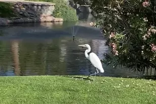 1117 W Lakeridge Dr, Gilbert, AZ 85233 - Photo 41