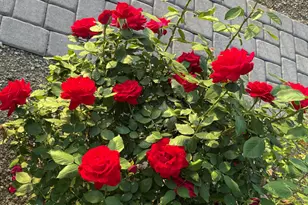 700 W On The Greens Blvd, Cottonwood, AZ 86326 - Photo 39