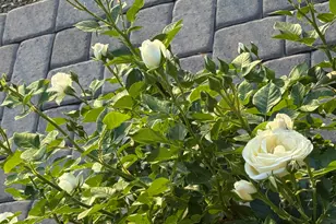 700 W On The Greens Blvd, Cottonwood, AZ 86326 - Photo 37