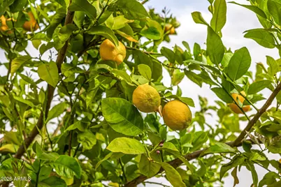 4010 E Coolidge Street, Phoenix, AZ 85018 - Photo 77