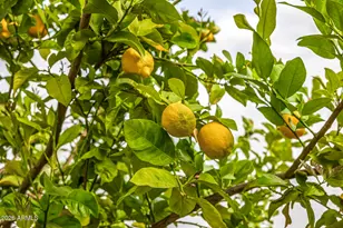 4010 E Coolidge St, Phoenix, AZ 85018 - Photo 77