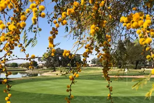 6410 S Senate St, Chandler, AZ 85249 - Photo 45