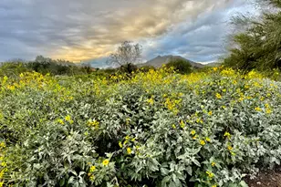 3474 N Hooper St, Buckeye, AZ 85396 - Photo 81