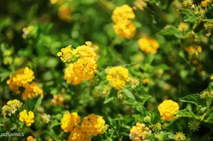 6839 W El Cortez Pl, Peoria, AZ 85383 - Photo 23