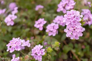 4107 E Pullman Rd, Cave Creek, AZ 85331 - Photo 43