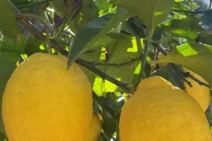 14049 N 153rd Dr, Surprise, AZ 85379 - Photo 43