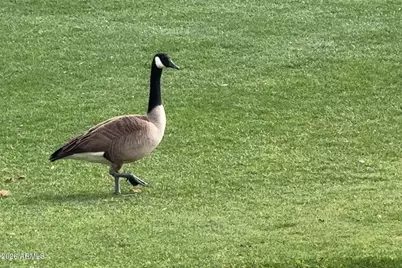 9623 S 51st Street, Phoenix, AZ 85044 - Photo 45