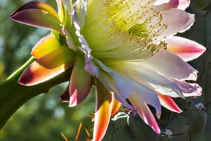 9162 E Sky Line Dr, Scottsdale, AZ 85262 - Photo 115