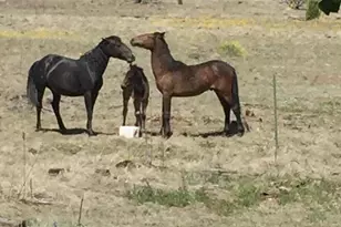 2381 Quarter Horse Trl, Overgaard, AZ 85933 - Photo 37