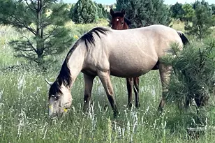 2381 Quarter Horse Trl, Overgaard, AZ 85933 - Photo 35