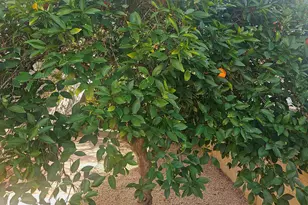 6420 W Yucca Street W, Glendale, AZ 85304 - Photo 31