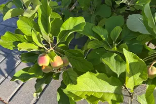 1905 E Olive Ct, Gilbert, AZ 85234 - Photo 61