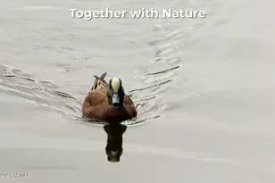 8829 S 51st St, Phoenix, AZ 85044 - Photo 55