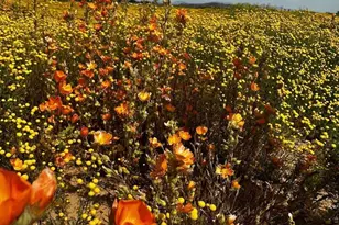 3025 W Kerry Ln, Phoenix, AZ 85027 - Photo 39