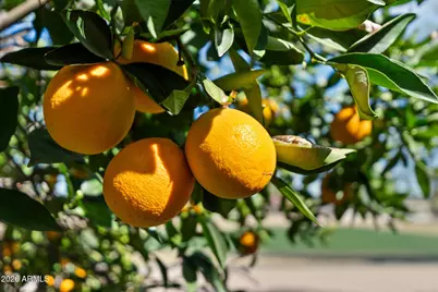 1555 Leisure World --, Mesa, AZ 85206 - Photo 39