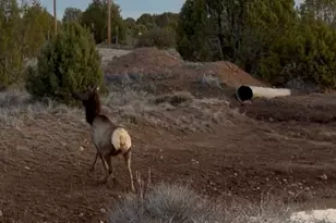 12700 Mad Man Mountain Rd, Williams, AZ 86046 - Photo 17