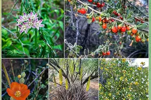 1342 S Datura Dr, Queen Valley, AZ 85118 - Photo 23