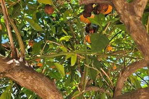 830 W America St, Wickenburg, AZ 85390 - Photo 37