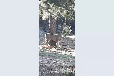 2010 Christmas Pine Road, Overgaard, AZ 85933 - Photo 27