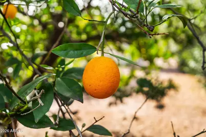 2155 Leisure World --, Mesa, AZ 85206 - Photo 25