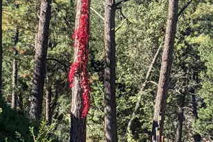 396 S Leisure Rd, Payson, AZ 85541 - Photo 49