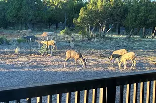 1514 Shade Tree Dr, Heber, AZ 85928 - Photo 49