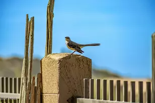 8140 E Vista Canyon St, Mesa, AZ 85207 - Photo 63