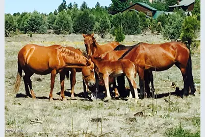 2351 Quarter Horse Trail #134, Overgaard, AZ 85933 - Photo 35
