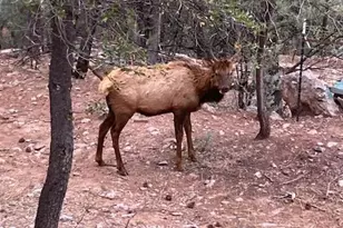 3483 N Hillside Rd, Pine, AZ 85544 - Photo 33