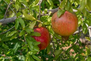 14619 E Roy Rogers Rd, Scottsdale, AZ 85262 - Photo 63