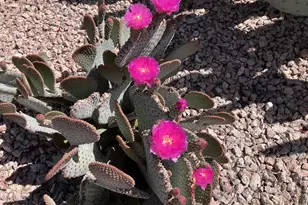 16801 N 94th St, Scottsdale, AZ 85260 - Photo 45