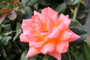 6625 E Culver St, Scottsdale, AZ 85257 - Photo 35