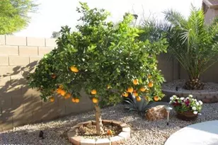 257 S 124th Ave, Avondale, AZ 85323 - Photo 39