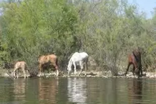 220 N 22nd Pl N, Mesa, AZ 85213 - Photo 33