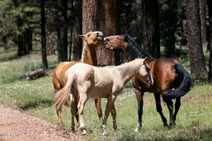 628 Trout Springs Rd, Forest Lakes, AZ 85931 - Photo 49