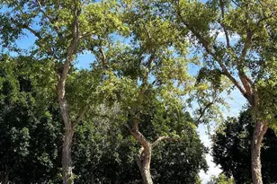 7837 W Palm Ln, Phoenix, AZ 85035 - Photo 39