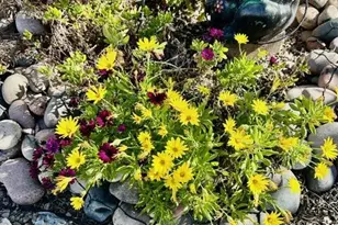 369 S Taylors Trail, Sierra Vista, AZ 85635 - Photo 29