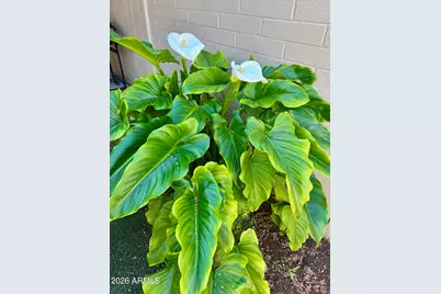 17015 N Pinion Lane, Sun City, AZ 85373 - Photo 11