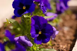 3034 W Night Owl Ln, Phoenix, AZ 85085 - Photo 33