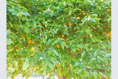 13606 N Redwood Drive, Sun City, AZ 85351 - Photo 15