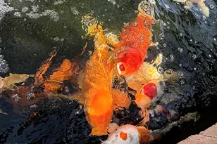 3708 E Wethersfield Rd, Phoenix, AZ 85032 - Photo 31