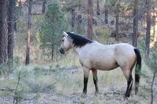 151 Deer Trail, Forest Lakes, AZ 85931 - Photo 35