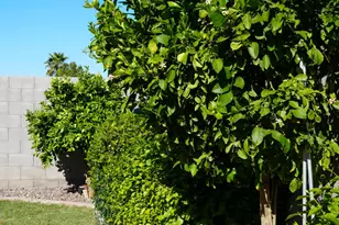 884 W Whistling Thorn Ave, Queen Creek, AZ 85140 - Photo 23