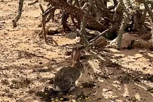 25131 W Gambit Trail, Wittmann, AZ 85361 - Photo 31